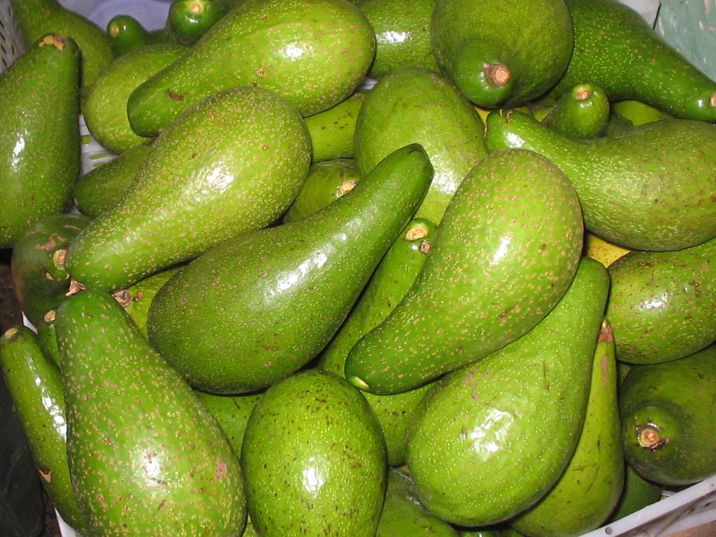aguacate11